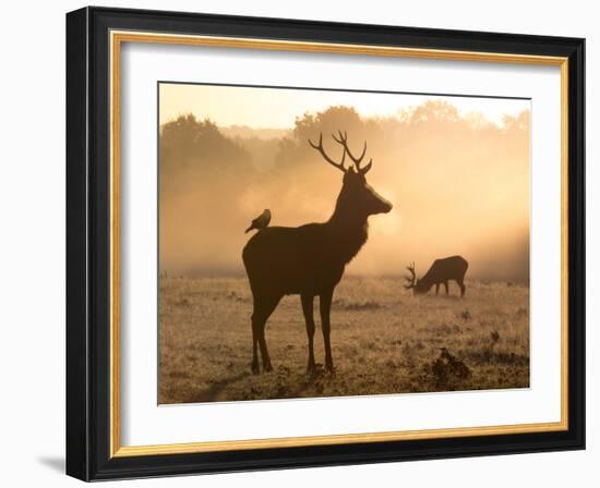 A Red Deer with Western Jackdaw, Corvus Monedula, in London's Richmond Park-Alex Saberi-Framed Photographic Print