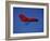 A Red Hang Glider-null-Framed Photographic Print