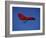 A Red Hang Glider-null-Framed Photographic Print