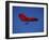 A Red Hang Glider-null-Framed Photographic Print