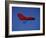 A Red Hang Glider-null-Framed Photographic Print