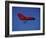 A Red Hang Glider-null-Framed Photographic Print