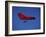 A Red Hang Glider-null-Framed Photographic Print