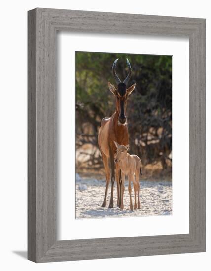 A red hartebeest, Alcelaphus buselaphus, at waterhole with its calf. Kalahari, Botswana-Sergio Pitamitz-Framed Photographic Print