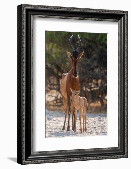 A red hartebeest, Alcelaphus buselaphus, at waterhole with its calf. Kalahari, Botswana-Sergio Pitamitz-Framed Photographic Print