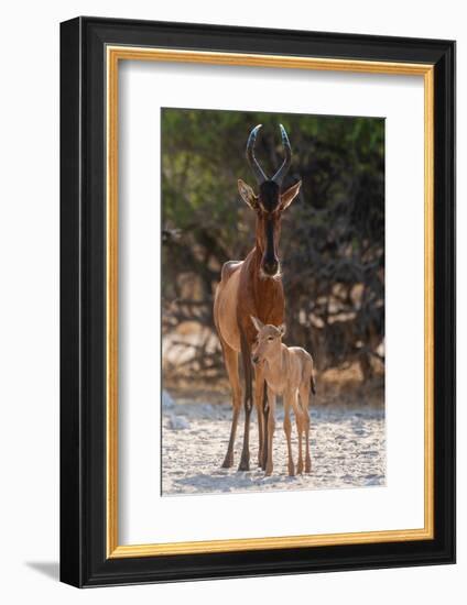 A red hartebeest, Alcelaphus buselaphus, at waterhole with its calf. Kalahari, Botswana-Sergio Pitamitz-Framed Photographic Print