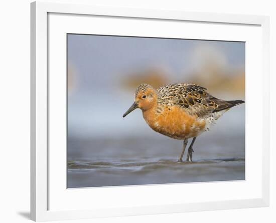 A Red Knot (Calidris Canutus) in Breeding Plumage, Washington, USA-Gary Luhm-Framed Photographic Print