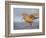 A Red Knot (Calidris Canutus) in Breeding Plumage, Washington, USA-Gary Luhm-Framed Photographic Print