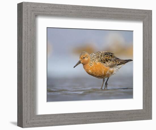 A Red Knot (Calidris Canutus) in Breeding Plumage, Washington, USA-Gary Luhm-Framed Photographic Print