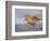 A Red Knot (Calidris Canutus) in Breeding Plumage, Washington, USA-Gary Luhm-Framed Photographic Print