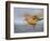 A Red Knot (Calidris Canutus) in Breeding Plumage, Washington, USA-Gary Luhm-Framed Photographic Print