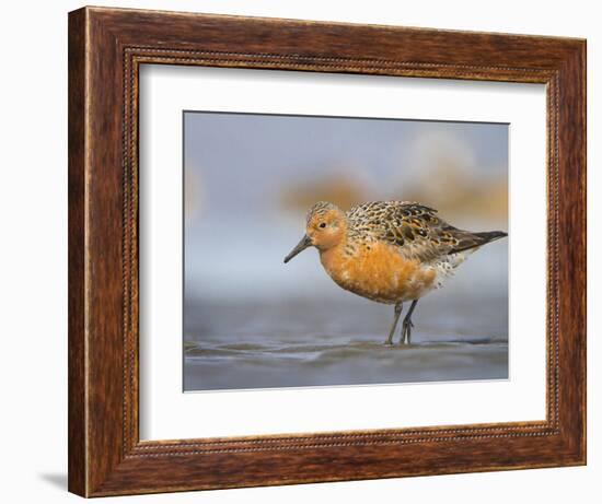 A Red Knot (Calidris Canutus) in Breeding Plumage, Washington, USA-Gary Luhm-Framed Photographic Print