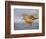 A Red Knot (Calidris Canutus) in Breeding Plumage, Washington, USA-Gary Luhm-Framed Photographic Print