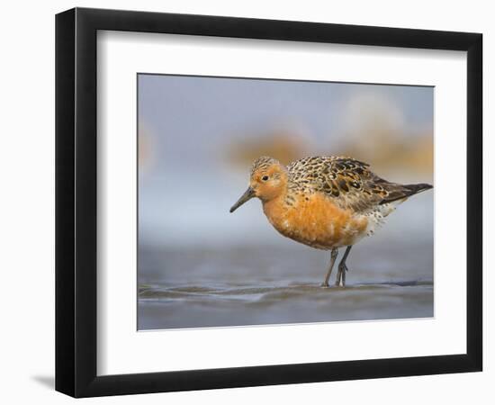 A Red Knot (Calidris Canutus) in Breeding Plumage, Washington, USA-Gary Luhm-Framed Photographic Print