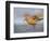 A Red Knot (Calidris Canutus) in Breeding Plumage, Washington, USA-Gary Luhm-Framed Photographic Print