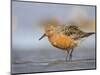 A Red Knot (Calidris Canutus) in Breeding Plumage, Washington, USA-Gary Luhm-Mounted Photographic Print