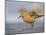 A Red Knot (Calidris Canutus) in Breeding Plumage, Washington, USA-Gary Luhm-Mounted Photographic Print