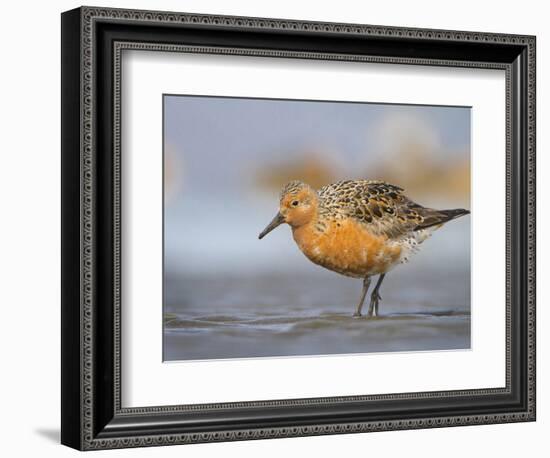 A Red Knot (Calidris Canutus) in Breeding Plumage, Washington, USA-Gary Luhm-Framed Photographic Print