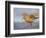 A Red Knot (Calidris Canutus) in Breeding Plumage, Washington, USA-Gary Luhm-Framed Photographic Print