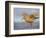 A Red Knot (Calidris Canutus) in Breeding Plumage, Washington, USA-Gary Luhm-Framed Photographic Print