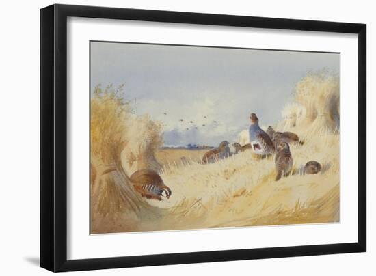 A Red Legged Patridge and a Covey of Grey Patridges by Corn Stooks-Archibald Thorburn-Framed Giclee Print