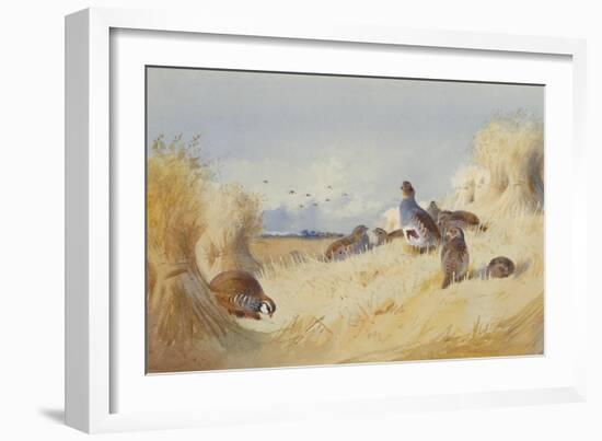 A Red Legged Patridge and a Covey of Grey Patridges by Corn Stooks-Archibald Thorburn-Framed Giclee Print