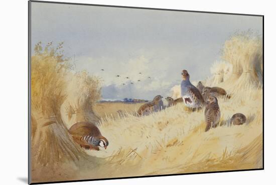 A Red Legged Patridge and a Covey of Grey Patridges by Corn Stooks-Archibald Thorburn-Mounted Giclee Print