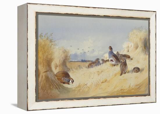 A Red Legged Patridge and a Covey of Grey Patridges by Corn Stooks-Archibald Thorburn-Framed Premier Image Canvas