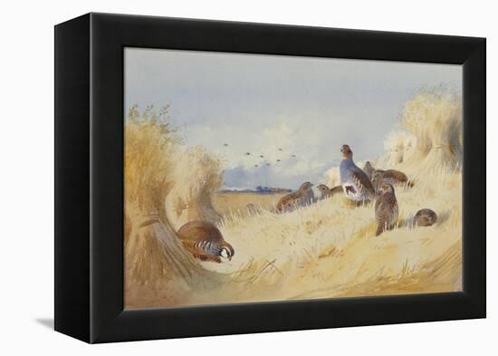 A Red Legged Patridge and a Covey of Grey Patridges by Corn Stooks-Archibald Thorburn-Framed Premier Image Canvas