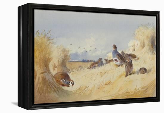 A Red Legged Patridge and a Covey of Grey Patridges by Corn Stooks-Archibald Thorburn-Framed Premier Image Canvas