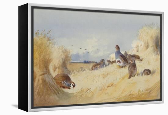 A Red Legged Patridge and a Covey of Grey Patridges by Corn Stooks-Archibald Thorburn-Framed Premier Image Canvas