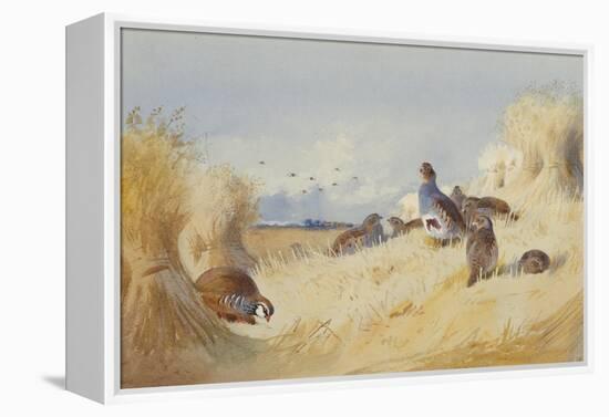 A Red Legged Patridge and a Covey of Grey Patridges by Corn Stooks-Archibald Thorburn-Framed Premier Image Canvas