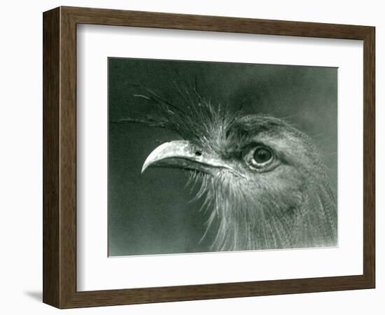 A Red-Legged Seriema at London Zoo in 1924 (B/W Photo)-Frederick William Bond-Framed Giclee Print