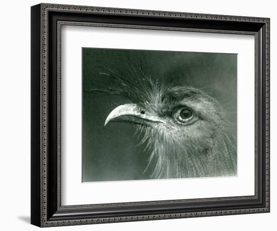 A Red-Legged Seriema at London Zoo in 1924 (B/W Photo)-Frederick William Bond-Framed Giclee Print