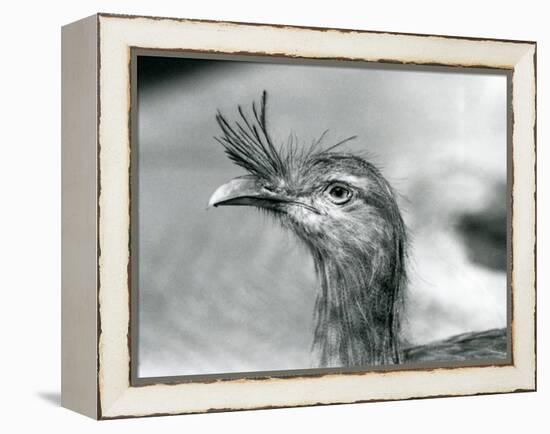 A Red-Legged Seriema at London Zoo in 1929 (B/W Photo)-Frederick William Bond-Framed Premier Image Canvas