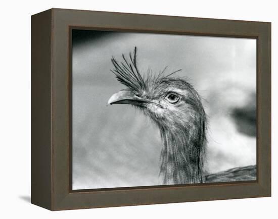 A Red-Legged Seriema at London Zoo in 1929 (B/W Photo)-Frederick William Bond-Framed Premier Image Canvas