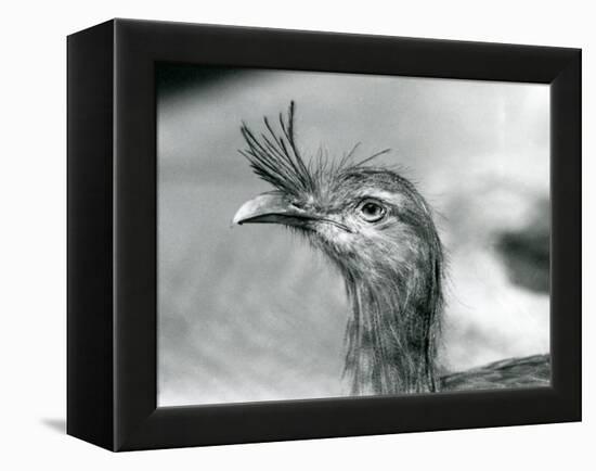 A Red-Legged Seriema at London Zoo in 1929 (B/W Photo)-Frederick William Bond-Framed Premier Image Canvas