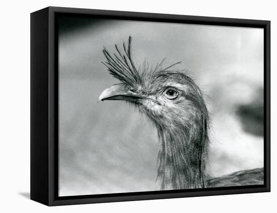 A Red-Legged Seriema at London Zoo in 1929 (B/W Photo)-Frederick William Bond-Framed Premier Image Canvas