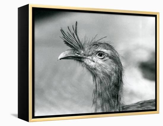 A Red-Legged Seriema at London Zoo in 1929 (B/W Photo)-Frederick William Bond-Framed Premier Image Canvas