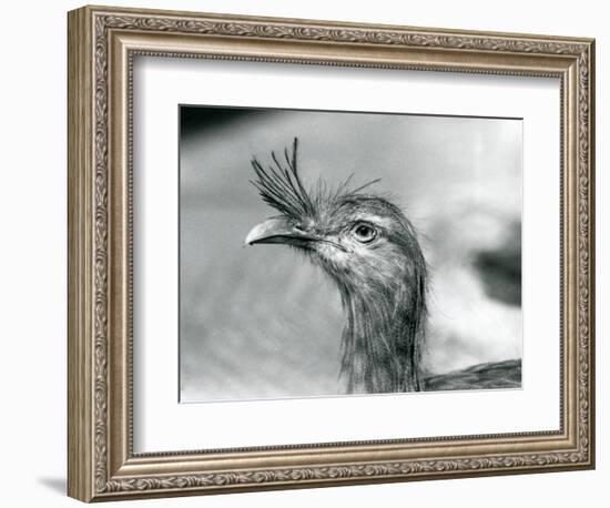 A Red-Legged Seriema at London Zoo in 1929 (B/W Photo)-Frederick William Bond-Framed Giclee Print