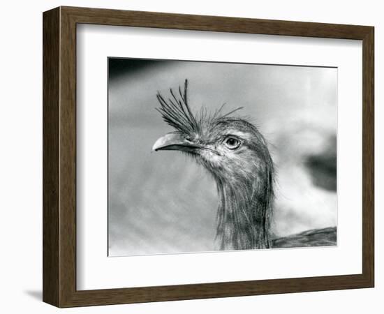 A Red-Legged Seriema at London Zoo in 1929 (B/W Photo)-Frederick William Bond-Framed Giclee Print