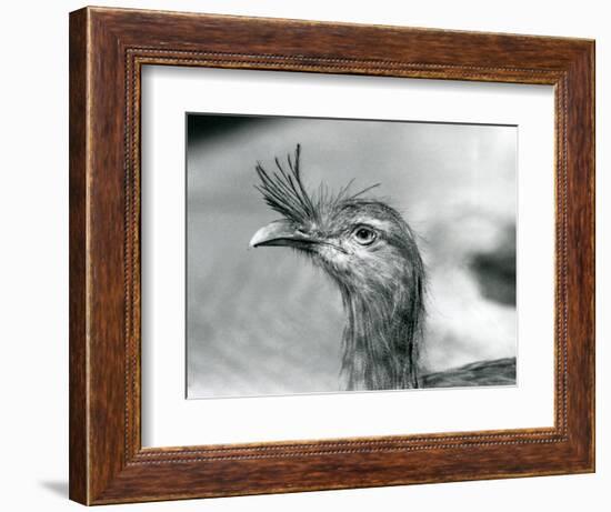 A Red-Legged Seriema at London Zoo in 1929 (B/W Photo)-Frederick William Bond-Framed Giclee Print