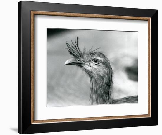 A Red-Legged Seriema at London Zoo in 1929 (B/W Photo)-Frederick William Bond-Framed Giclee Print