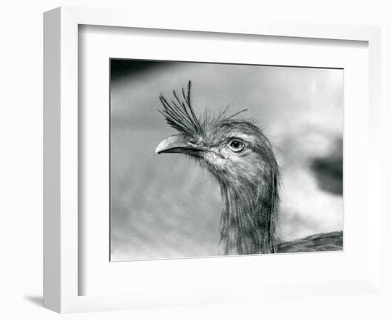 A Red-Legged Seriema at London Zoo in 1929 (B/W Photo)-Frederick William Bond-Framed Giclee Print