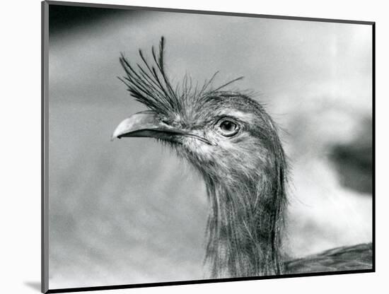 A Red-Legged Seriema at London Zoo in 1929 (B/W Photo)-Frederick William Bond-Mounted Giclee Print