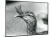 A Red-Legged Seriema at London Zoo in 1929 (B/W Photo)-Frederick William Bond-Mounted Giclee Print