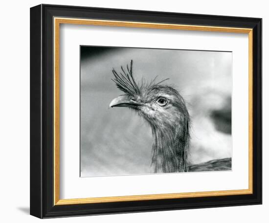 A Red-Legged Seriema at London Zoo in 1929 (B/W Photo)-Frederick William Bond-Framed Giclee Print