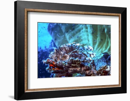 A Red Lionfish Resting on a Coral Reef Unthreatened-Stocktrek Images-Framed Photographic Print