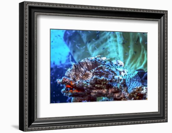 A Red Lionfish Resting on a Coral Reef Unthreatened-Stocktrek Images-Framed Photographic Print