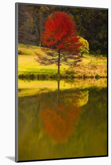 A Red Maple Tree's Reflection in the Pond in Autumn, Vienna, Virginia.-Jolly Sienda-Mounted Photographic Print